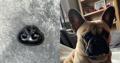 In A Hilarious Post, Woman Shares How She Thought Her Dog's Nose Had ...