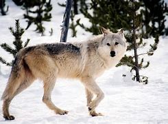 Image result for wolves