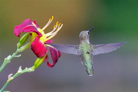 Lily Att Nude Photos, Download The BEST Free Lily Att Nude Stock Photos & HD Images