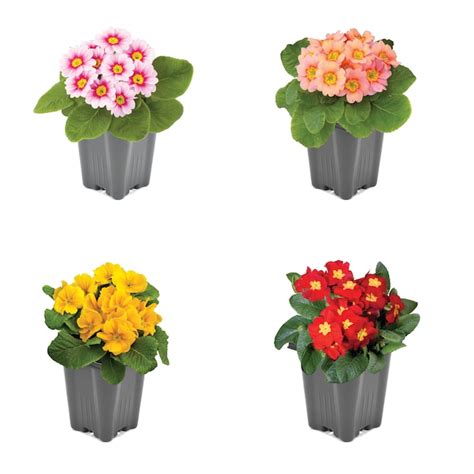 Multicolor Primrose in 1-Pint Pot 1849 at Lowes.com