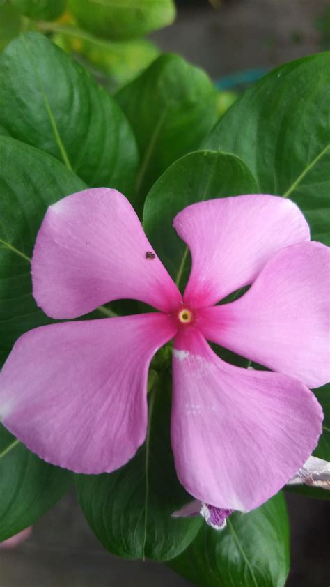 Native to Madagascar : r/flower