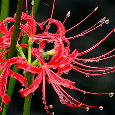 Red Lycoris Radiata | Red Surprise Lily | Red Magic Lily | Red Spider ...