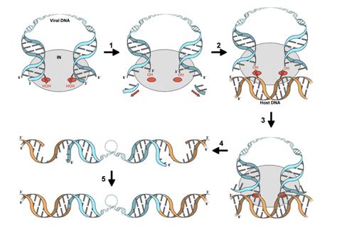 Viruses | Special Issue : Retroviral Enzymes