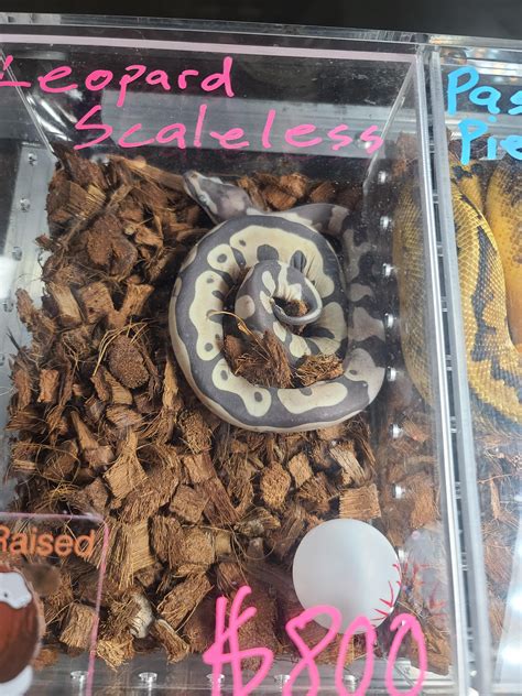 Image result for Scaleless Ball Python