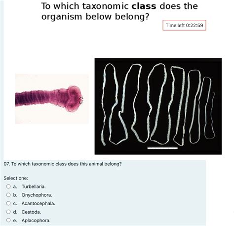 Solved What is the synapomorphy (shared derived trait) of | Chegg.com