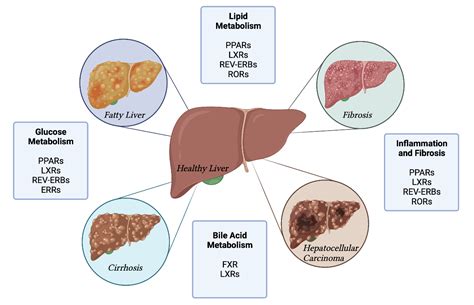 Emerging Role of Nuclear Receptors for the Treatment of NAFLD and NASH