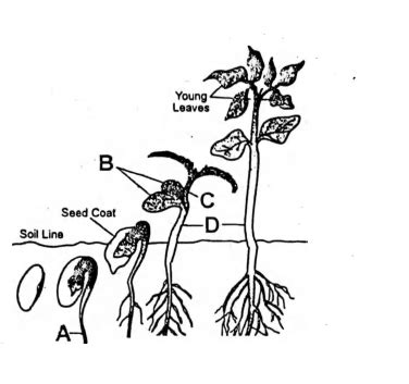 The below diagram shows the stages of seed germination Now identify A ...