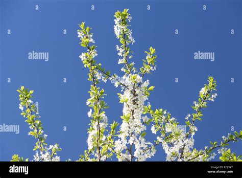 Flowering Plum Tree 的图像结果