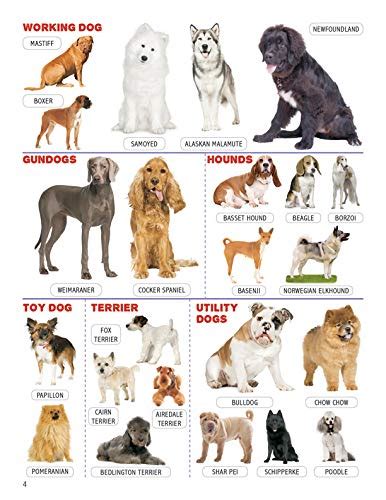 JoGenii |Animals and Birds Minipedia | Dreamland Publications