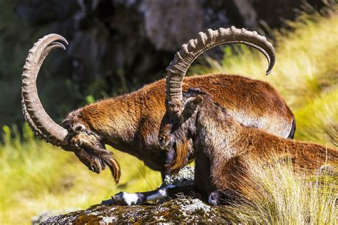 Ethiopian Animals African Safari Wildlife