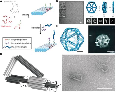 Image result for DNA Origami Applications