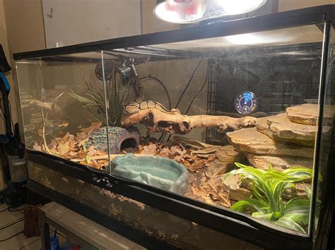 Image result for Ball Python Tanks