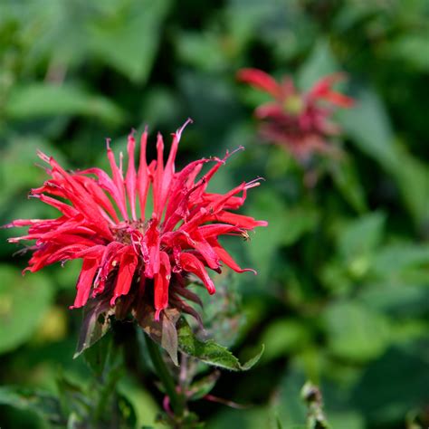 Monarda didyma 'Gardenview Scarlet' (Bee Balm) – Fieldstone Gardens Inc