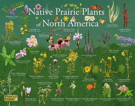This poster provides picture identification of native plants that can ...