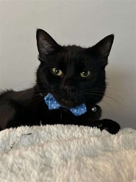 cats with bow ties : r/cats