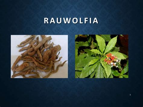 ANTI-HYPERTENSIVE DRUG - RAUWOLFIA ROOT. | PPTX - family of rauwolfia