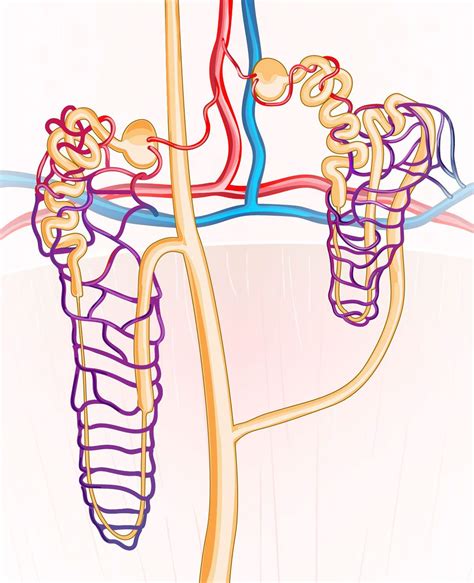 Anatomy of the kidney and nephron – Artofit