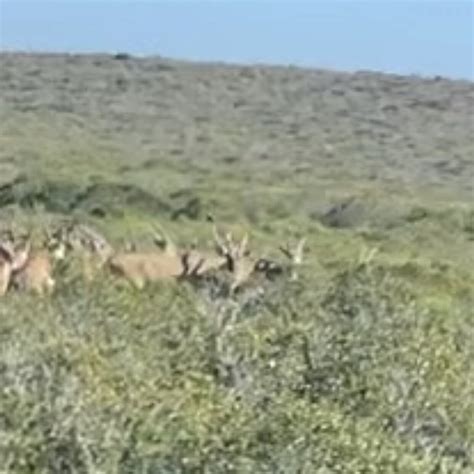 BUFFELSFONTEIN (Darling) - Campground Reviews & Photos - Tripadvisor