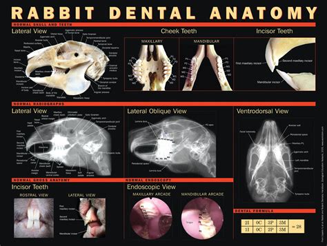 Rabbit Dental anatomy, rabbit dentistry, rabbit teeth,rabbit skull, CLICK ON PHOTO TWICE FOR ...