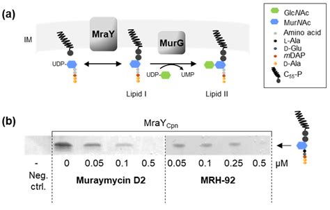 The MraY Inhibitor Muraymycin D2 and Its Derivatives Induce Enlarged ...
