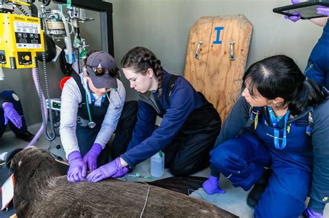 Veterinary Professionals | The Marine Mammal Center