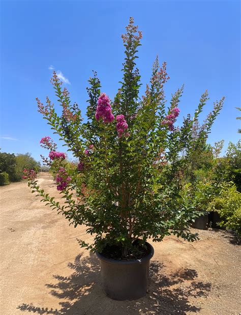 Muskogee Crape Myrtle Tree Care Guide | Plants Express