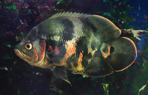 Lifespan Of Oscar Fish