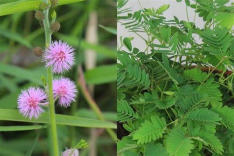 Mimosa pudica