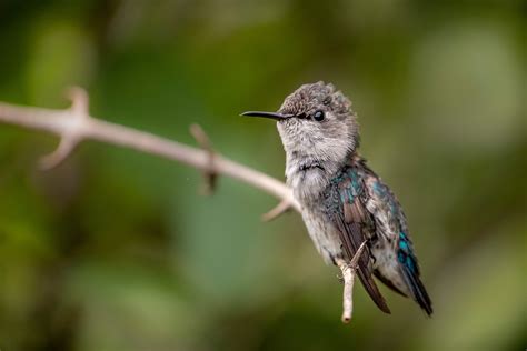 Bee Hummingbird Size