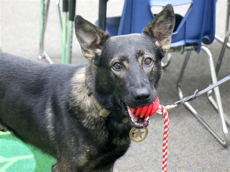 Sheriff’s firearms K-9 Camper quick to help | Carson City’s Trusted ...