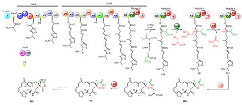 Biosynthesis of DNA-Alkylating Antitumor Natural Products