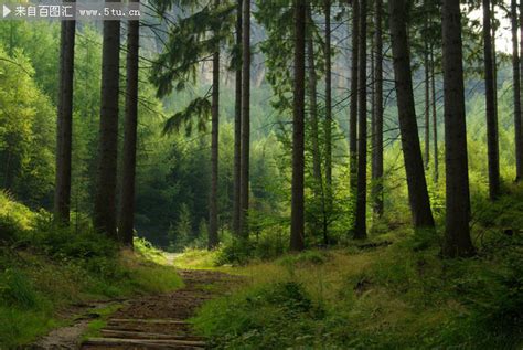 绿白自然朦胧神秘雾气弥漫的山林树林山树木森林野背景图片免费下载 - 觅知网
