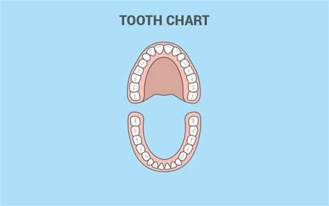 Tooth Chart Diagram | Quizlet