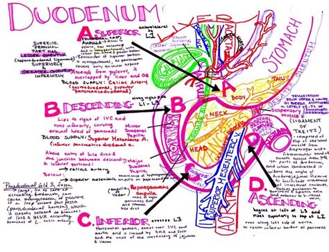Image result for Duodenum Part