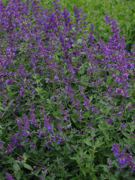 Nepeta racemosa 'Walkers Low' - Beth Chatto's Plants