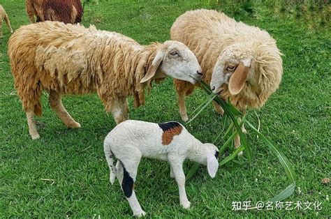 大尾寒羊和小尾寒羊，到底有什么区别？只是尾巴大小吗？放一起看_kg_母羊_体重