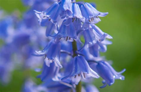 What Does A Bluebell Plant Look Like at Kaitlyn Reid blog