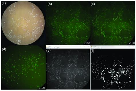 Microscope Cell 的图像结果