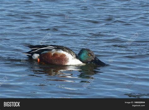 Northern Shoveler Duck Image & Photo (Free Trial) | Bigstock