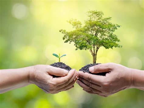 Image result for How to Build Timber Frame Home