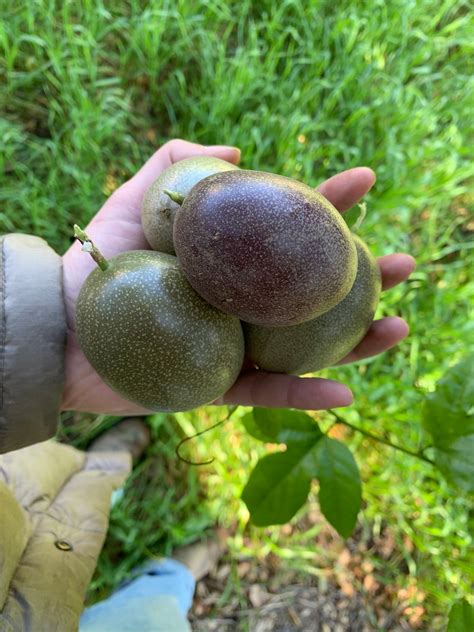 Passion Fruit | In Season Now! – The Pfarmstand