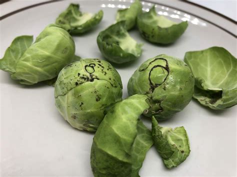 Black on Brussels sprouts