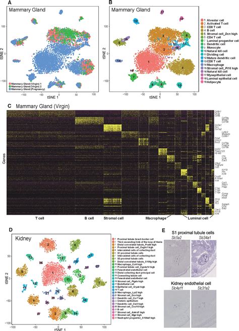 Mouse Cart Cell Image 的图像结果