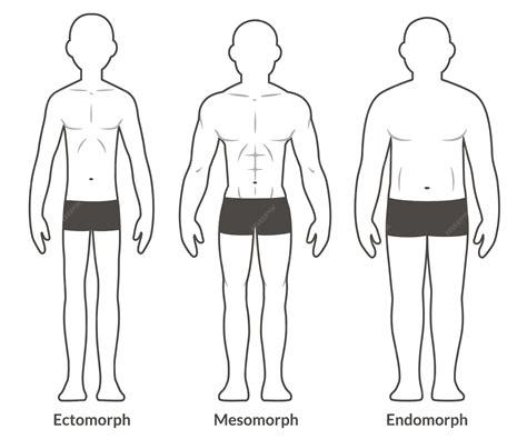 Diagrama de tipos de cuerpo masculino ectomorfo mesomorfo y endomorfo ...
