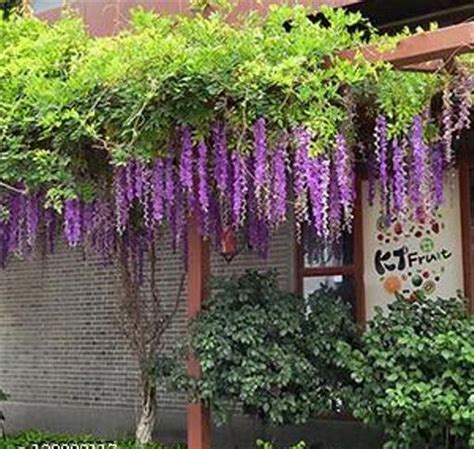 fcity.in - Well Art Gallery Artificial Wisteria Vine Fake Wisteria Hanging