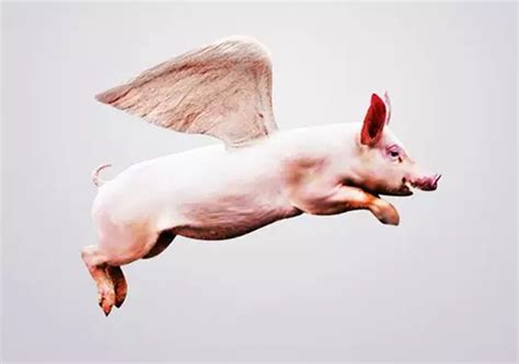 跨境电商--飞在风口上的猪？ - 知乎