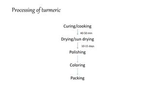 Process of Getting Turmeric Powder 的图像结果