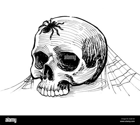 Spider Web And Skull Drawings