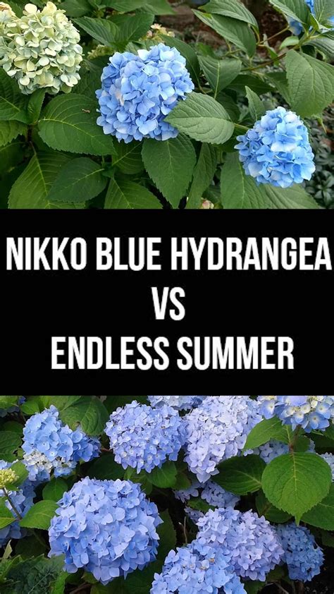 Nikko Blue Hydrangea