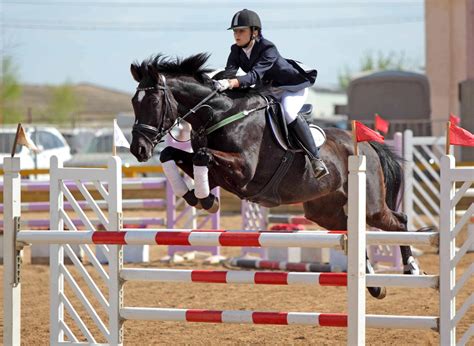 25 Facts About Horse Competition - Facts.net